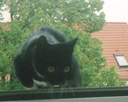 Morli am Fenster